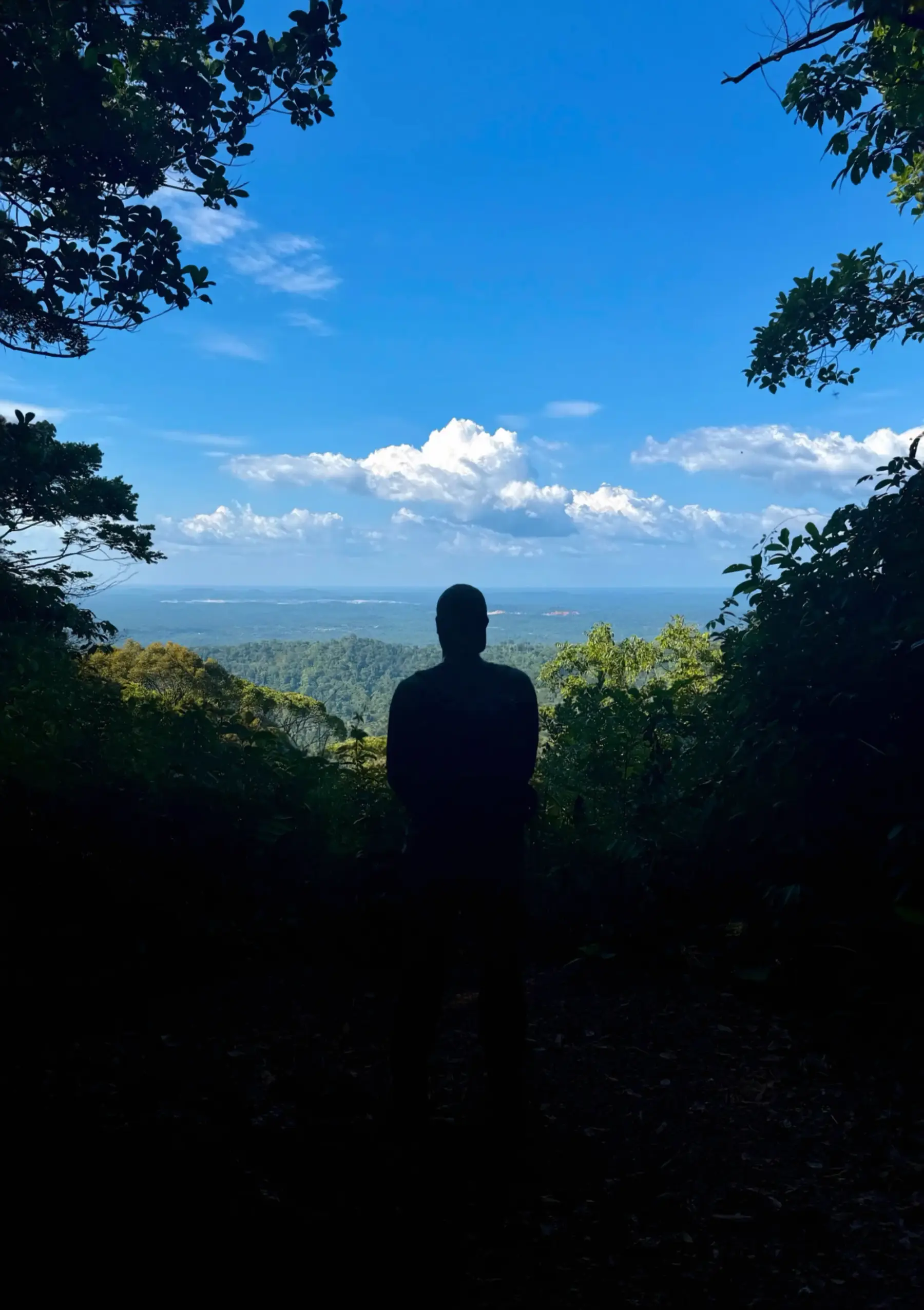 A person in silhouette looks out over a forest toward the horizon, framed by trees